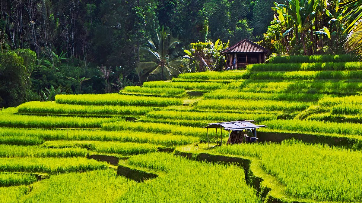Bali Rice Terraces: Exploring UNESCO World Heritage Sites