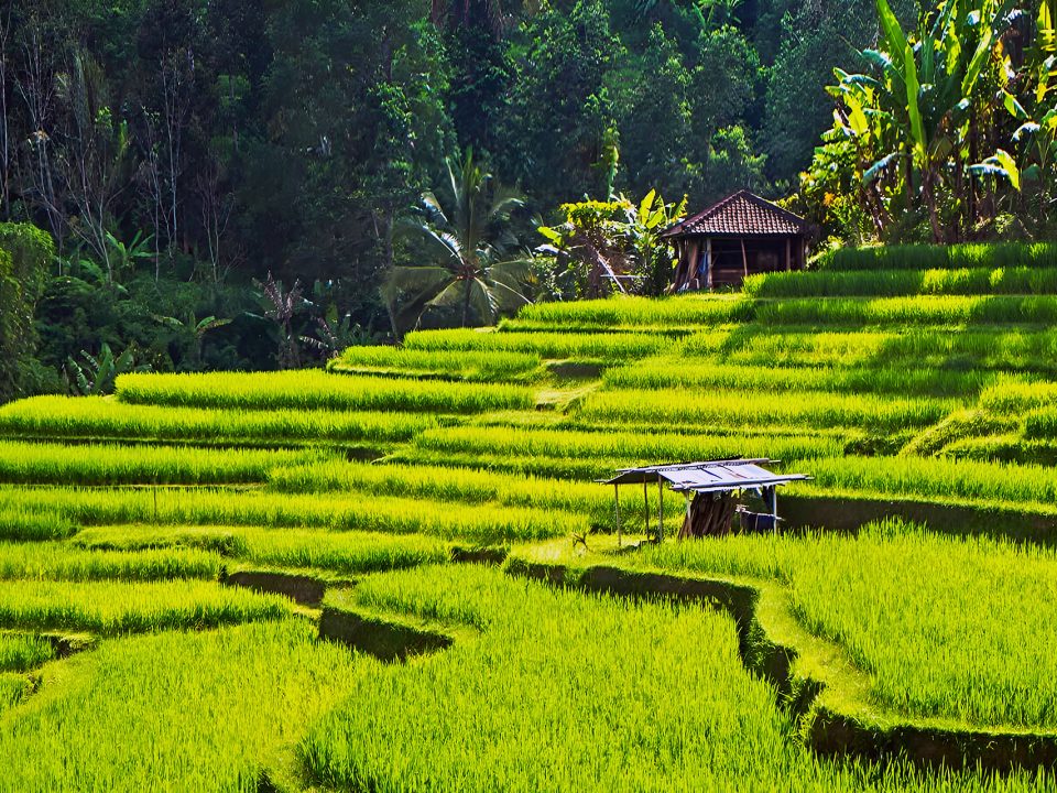 Bali Rice Terraces: Exploring UNESCO World Heritage Sites