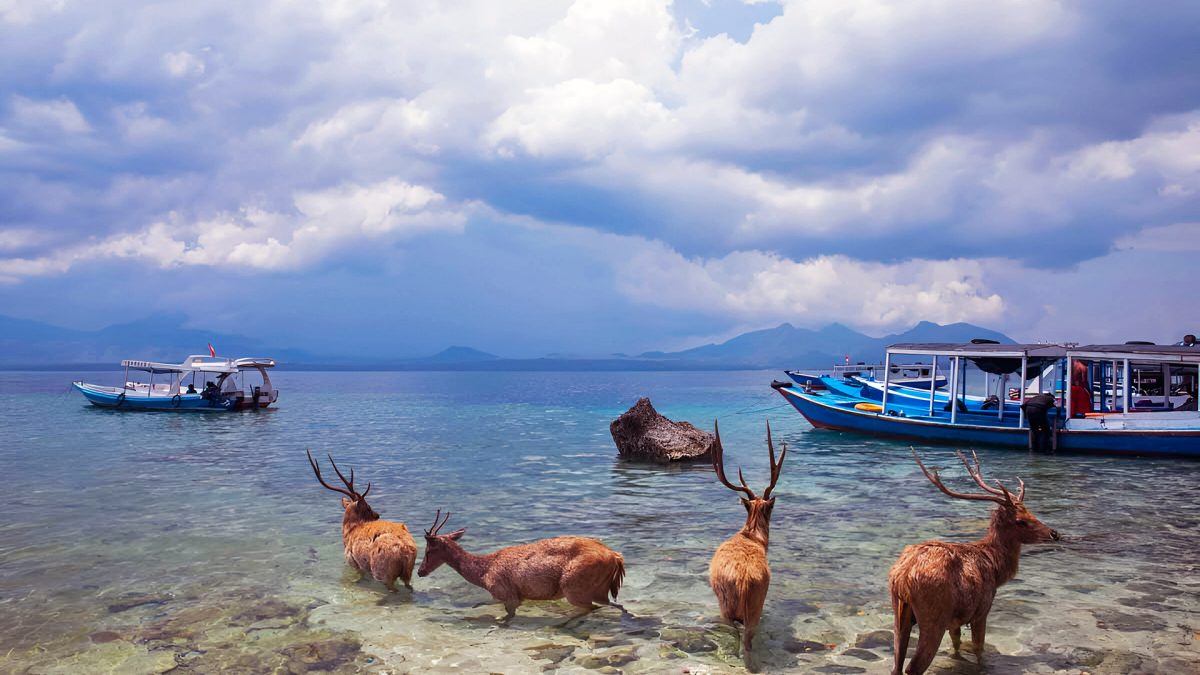 Bali Wildlife Conservation: Efforts and Initiatives