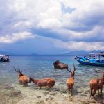 Bali Wildlife Conservation: Efforts and Initiatives