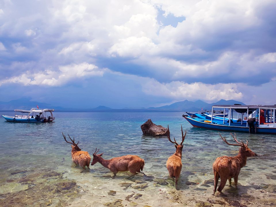 Bali Wildlife Conservation: Efforts and Initiatives