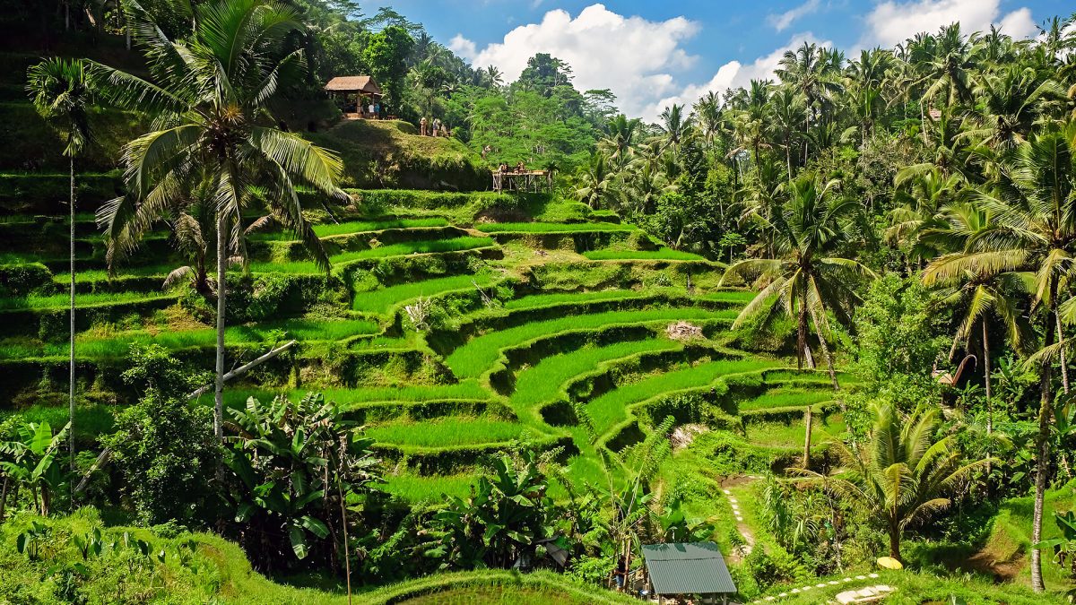 Ubud Travel Guide