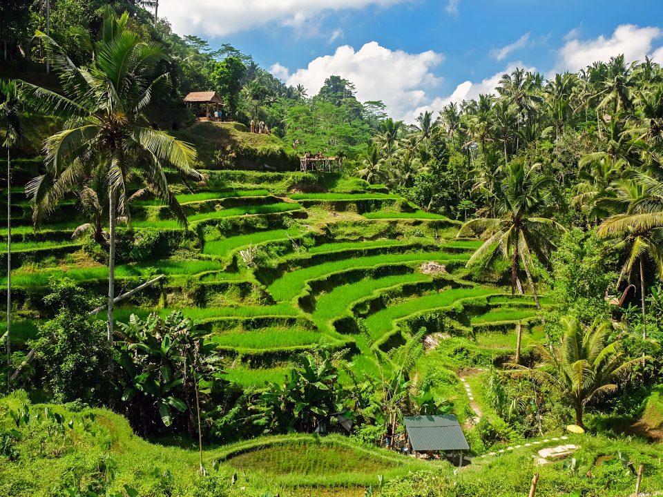 Ubud Travel Guide