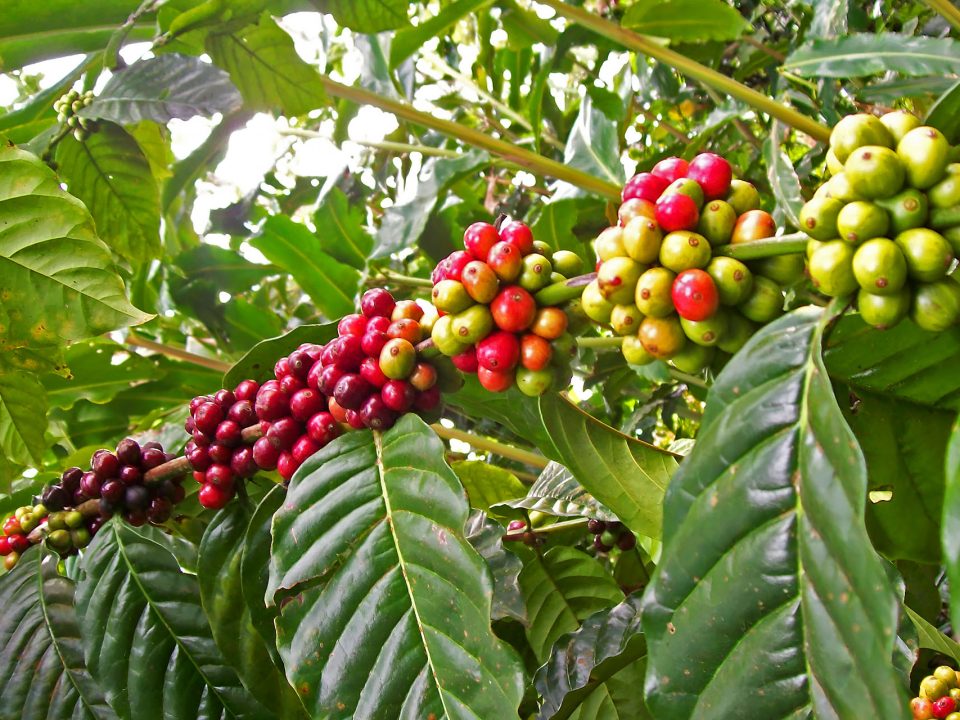 Bali Coffee Culture: From Bean to Brew