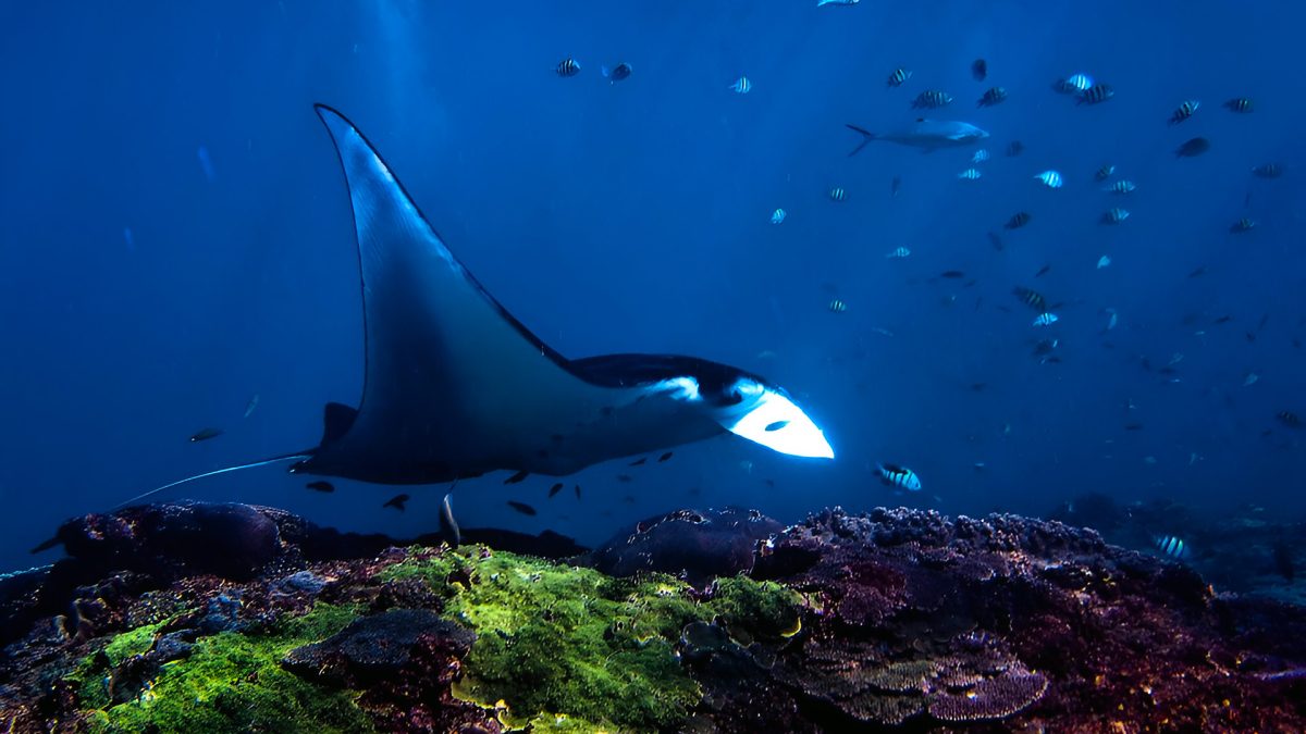 Bali Underwater Wonderland: Diving into Marine Marvels