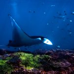 Bali Underwater Wonderland: Diving into Marine Marvels