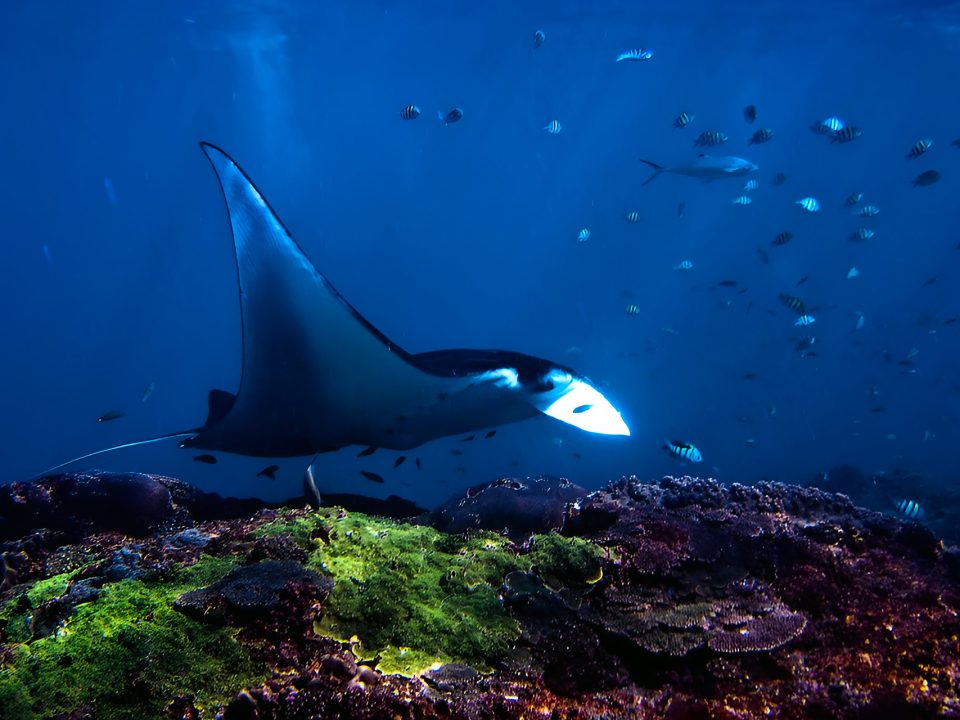 Bali Underwater Wonderland: Diving into Marine Marvels