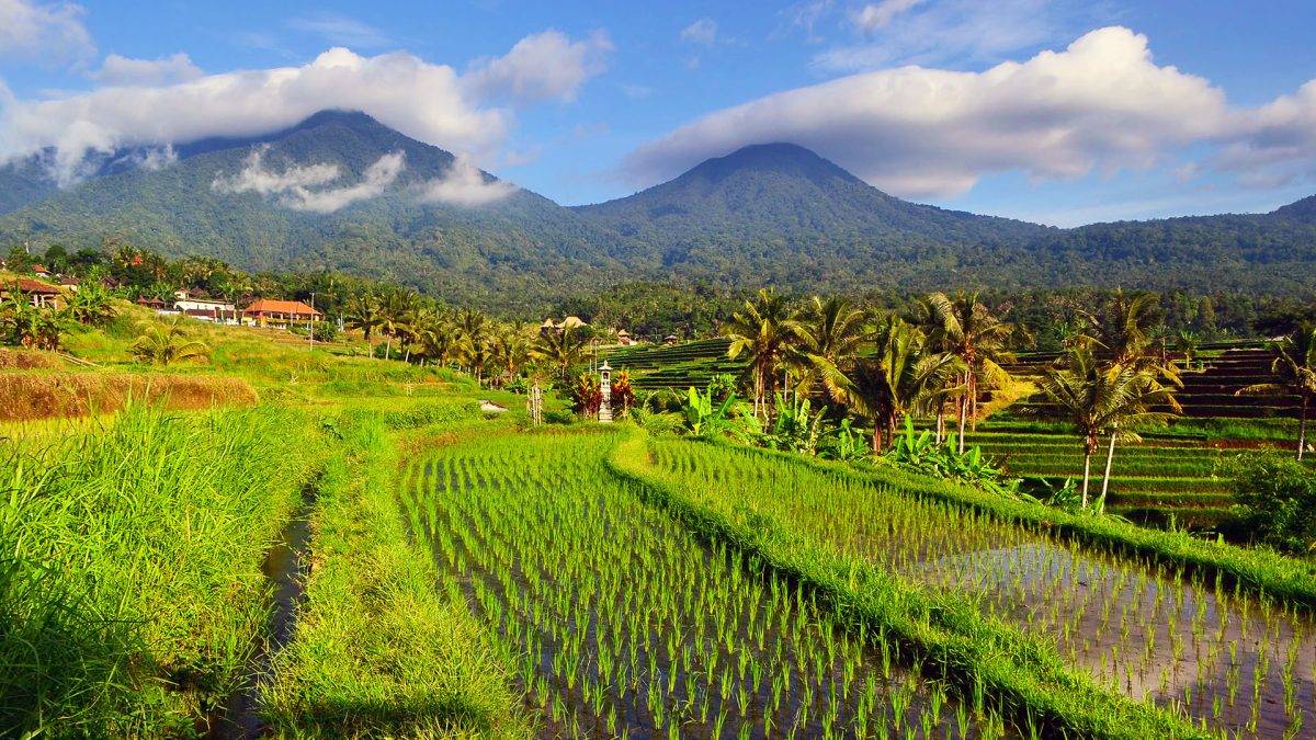 Travel Guide to Jatiluwih: Exploring Bali’s Heritage Rice Terraces