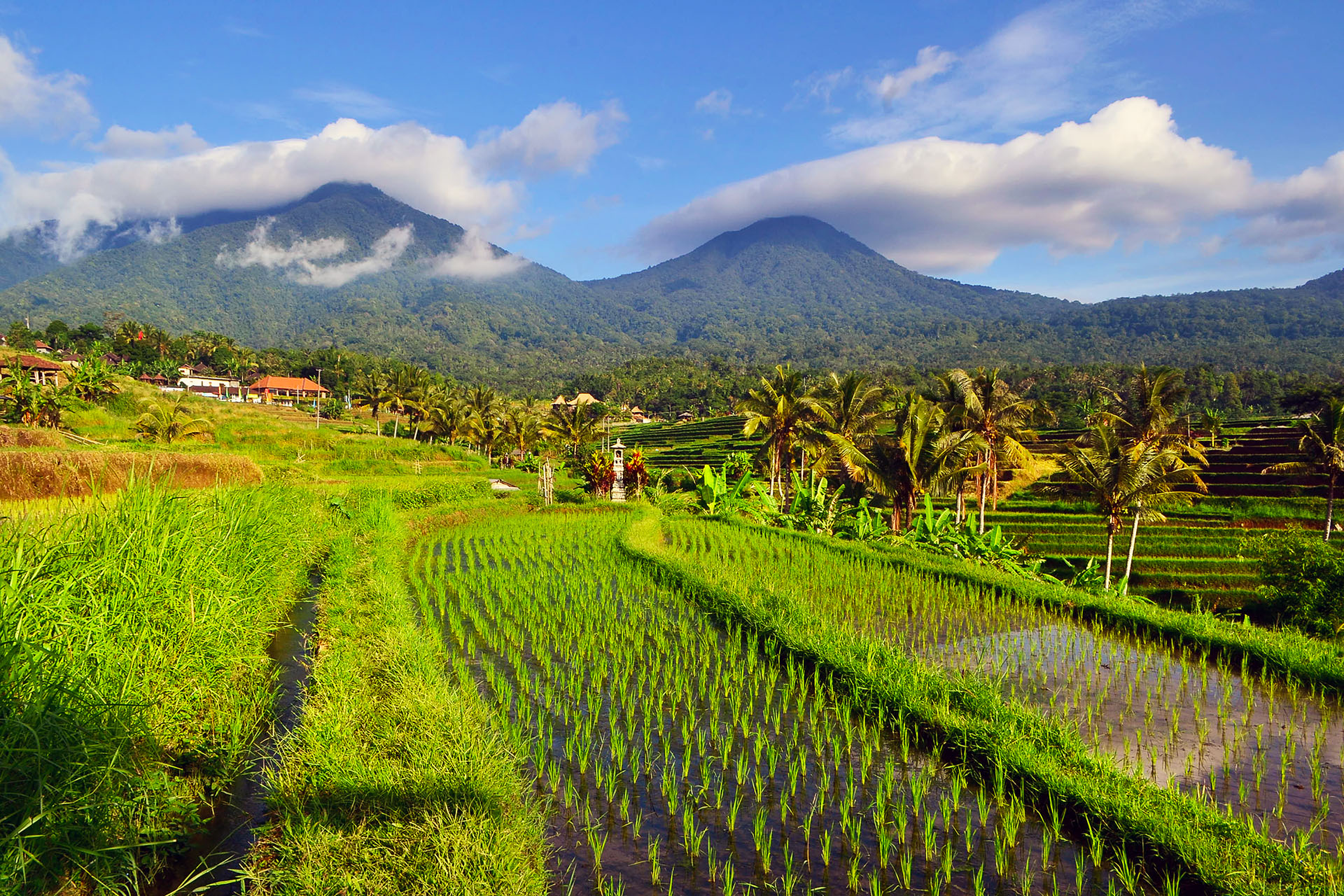 Travel Guide to Jatiluwih: Exploring Bali’s Heritage Rice Terraces