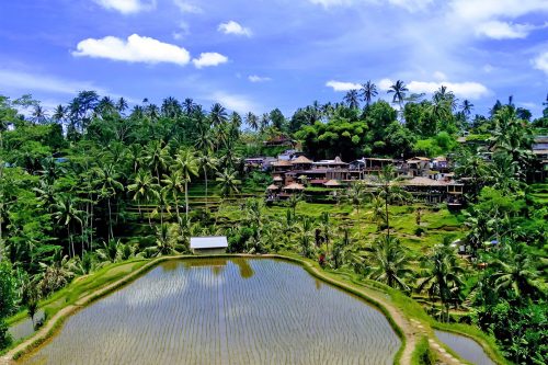 Tegallalang Rice Terraces Ubud - a Visitors Guide