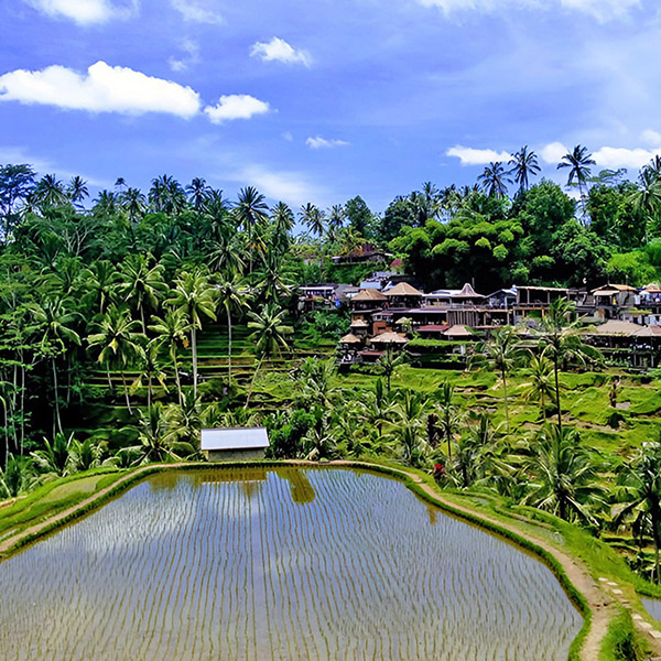Ubud Cultural Day Tour - Tegallalang Rice Terraces Bali