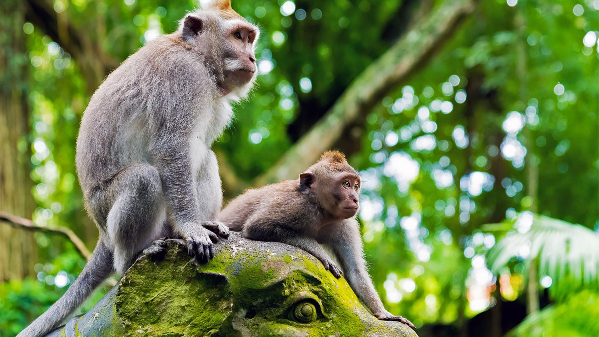 Ubud Monkey Forest: Sacred Sanctuary of Nature, Culture, and Harmony in Bali