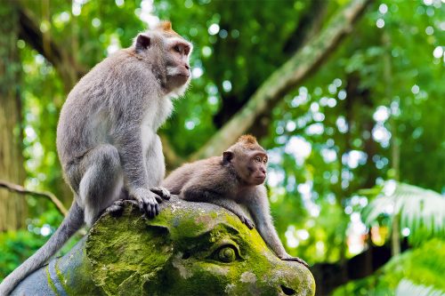 Ubud Monkey Forest: Sacred Sanctuary of Nature, Culture, and Harmony in Bali