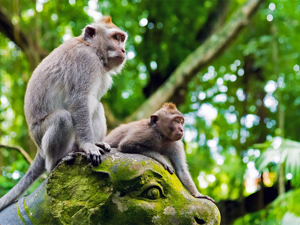 Ubud Monkey Forest: Sacred Sanctuary of Nature, Culture, and Harmony in Bali