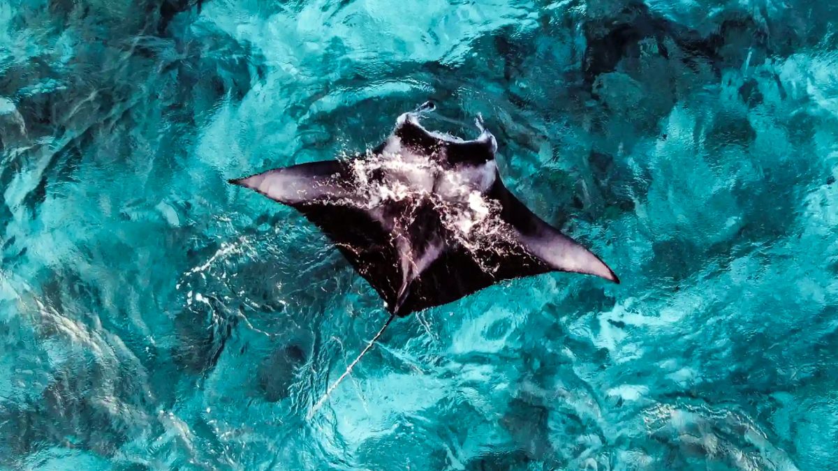 Best Time of Year to See Manta Rays in Bali