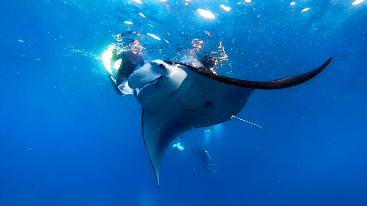 Is It Safe to Swim with Manta Rays in Nusa Penida?