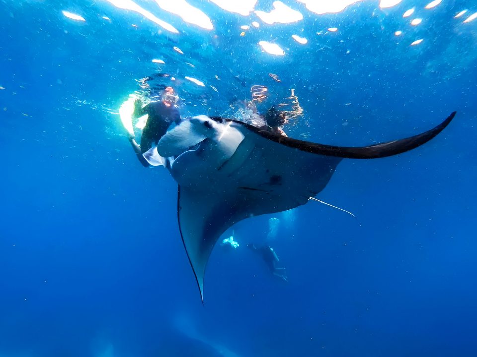 Is It Safe to Swim with Manta Rays in Nusa Penida?