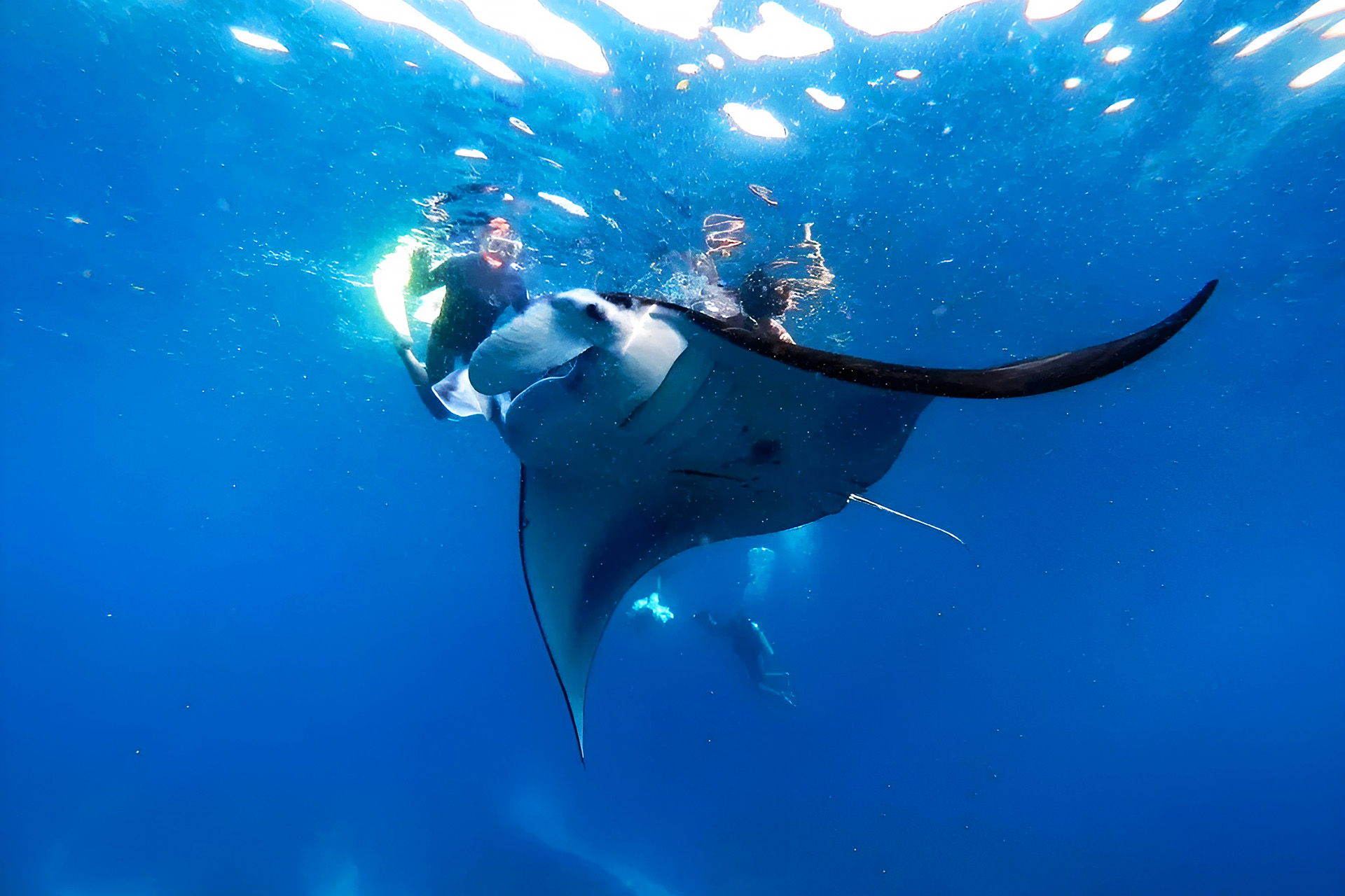 Is It Safe to Swim with Manta Rays in Nusa Penida?