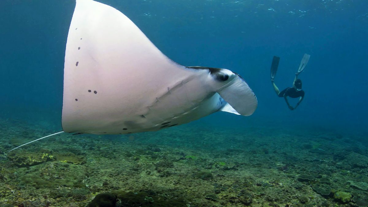 Manta Bay Guide Nusa Penida Bali
