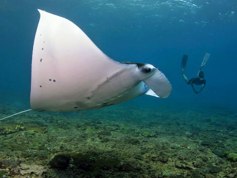 Manta Bay Guide Nusa Penida Bali
