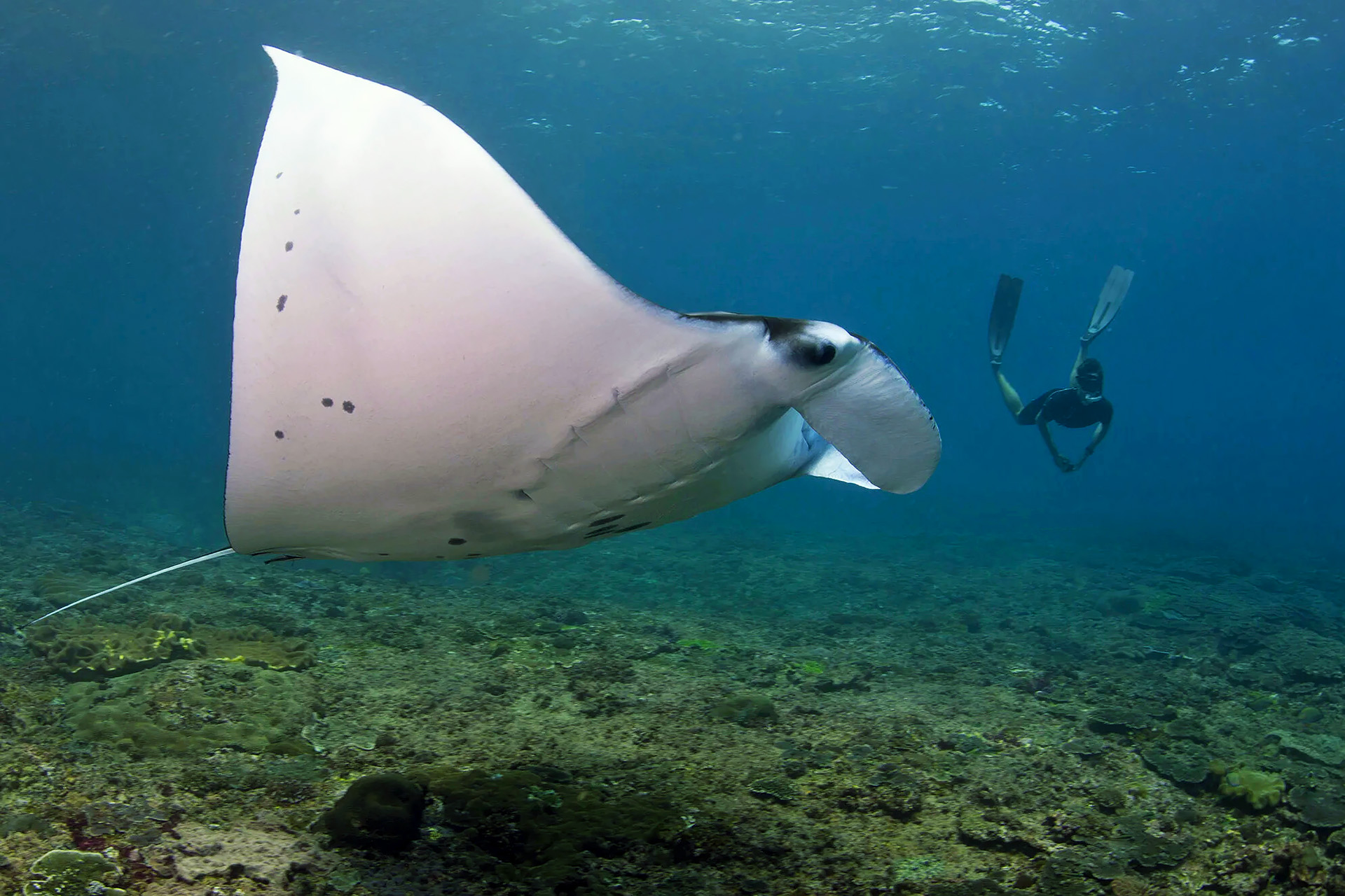 Manta Bay Guide Nusa Penida Bali