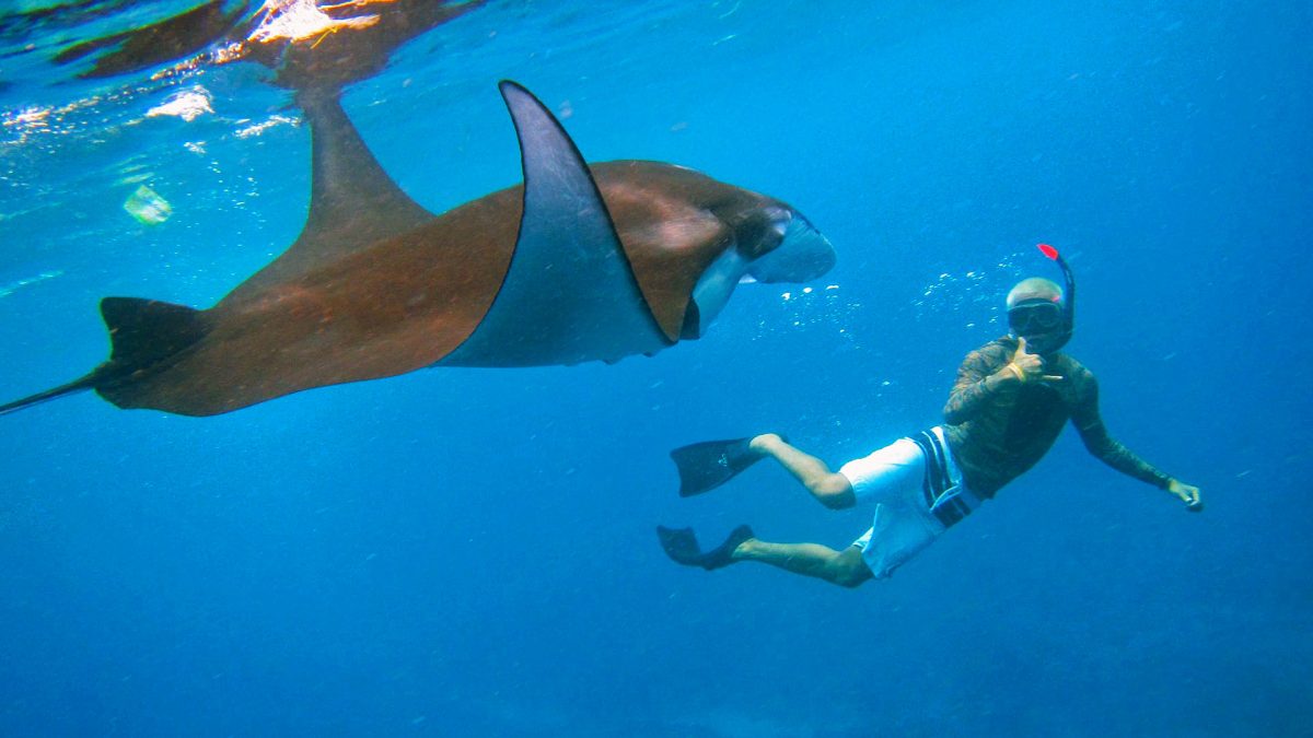 Snorkeling in Nusa Penida takes you to Manta Bay, Crystal Bay & more—explore Bali’s best reefs, manta rays & coral gardens.