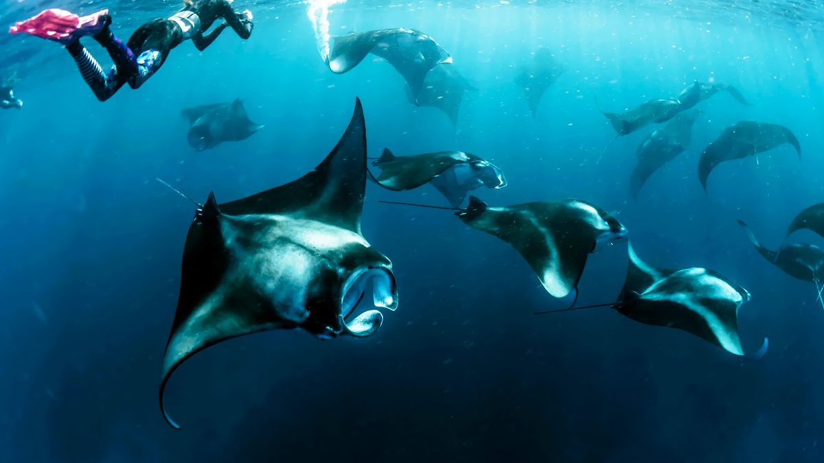Snorkeling with Manta Rays in Nusa Penida – Swim Among the Gentle Giants of the Ocean