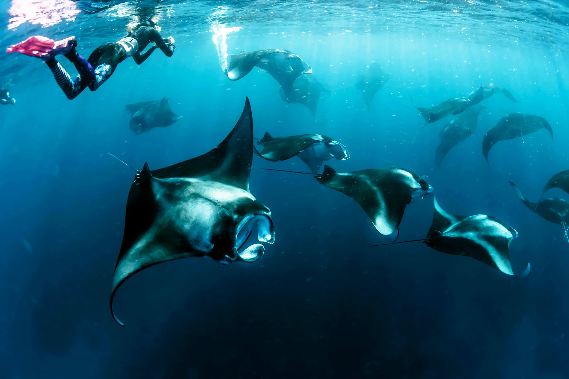 Snorkeling with Manta Rays in Nusa Penida – Swim Among the Gentle Giants of the Ocean