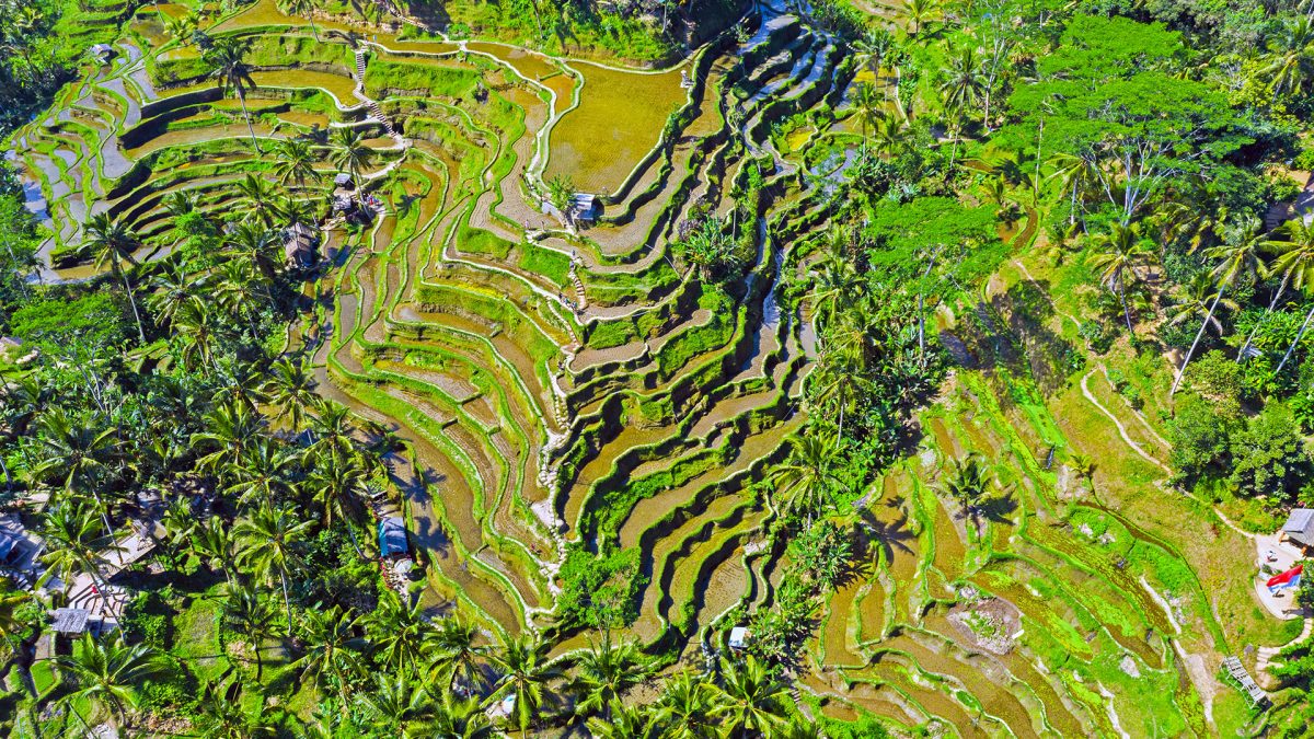 Tegallalang Rice Terraces Day Trip from Ubud – Scenic Bali Icon