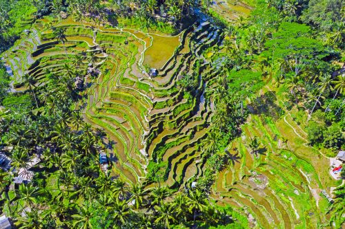 Tegallalang Rice Terraces Day Trip from Ubud – Scenic Bali Icon