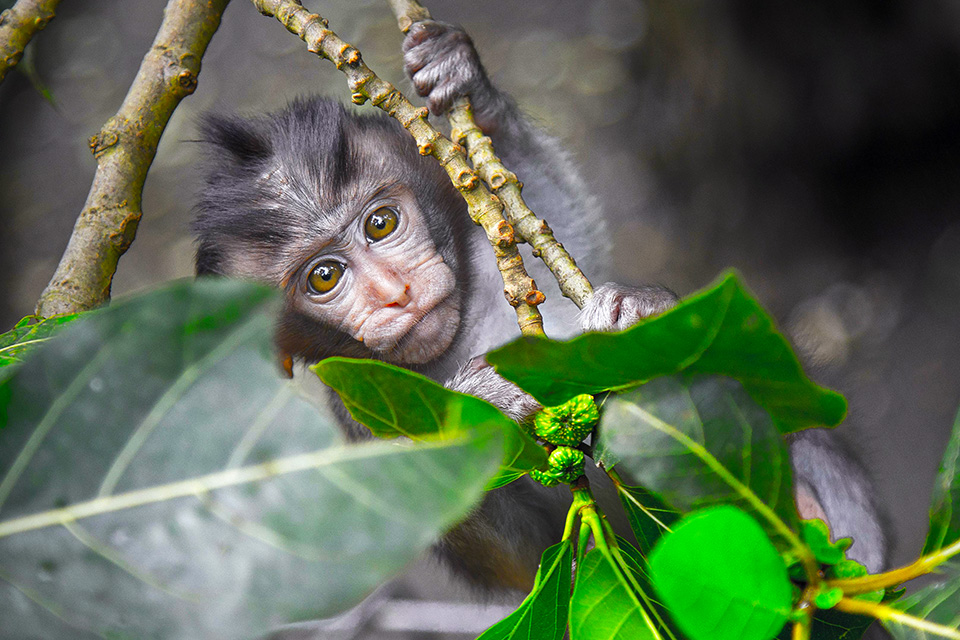 Book Bali Holiday Packages from Melbourne Australia Confidently