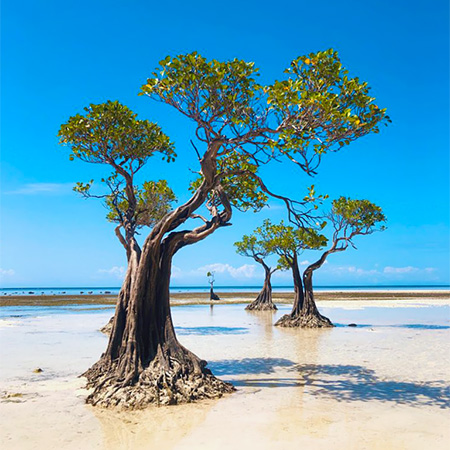 Book Sumba Tours to Explore Walakiri Beach