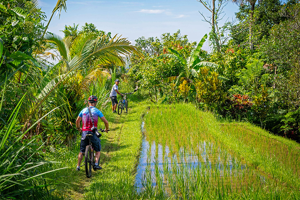 Family-Friendly Cycling Ubud - Bali Adventure Tours