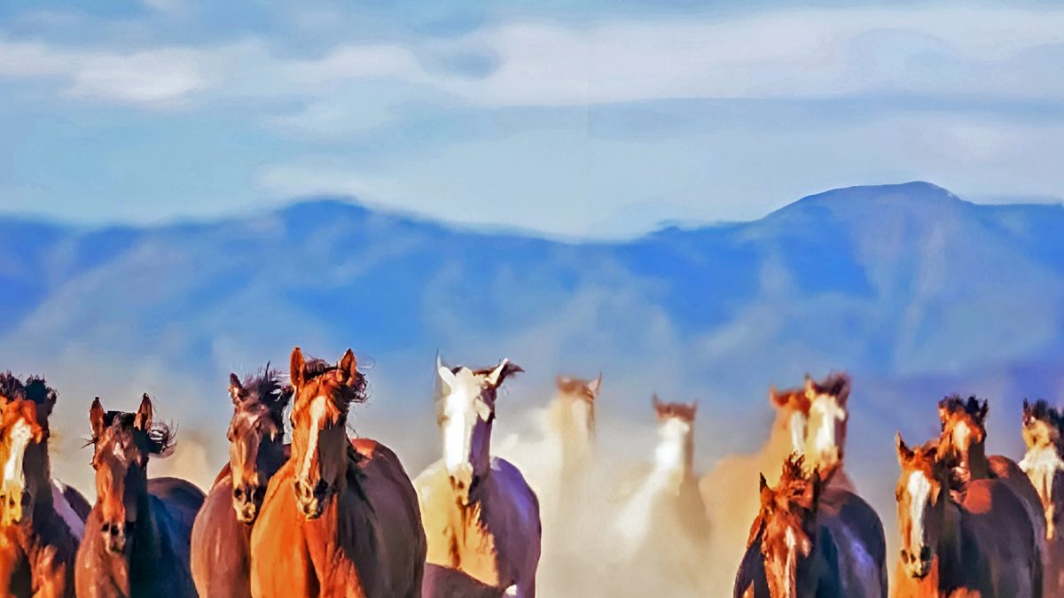 East Sumba Tours and Travel Guide - Puru Kambera Horses