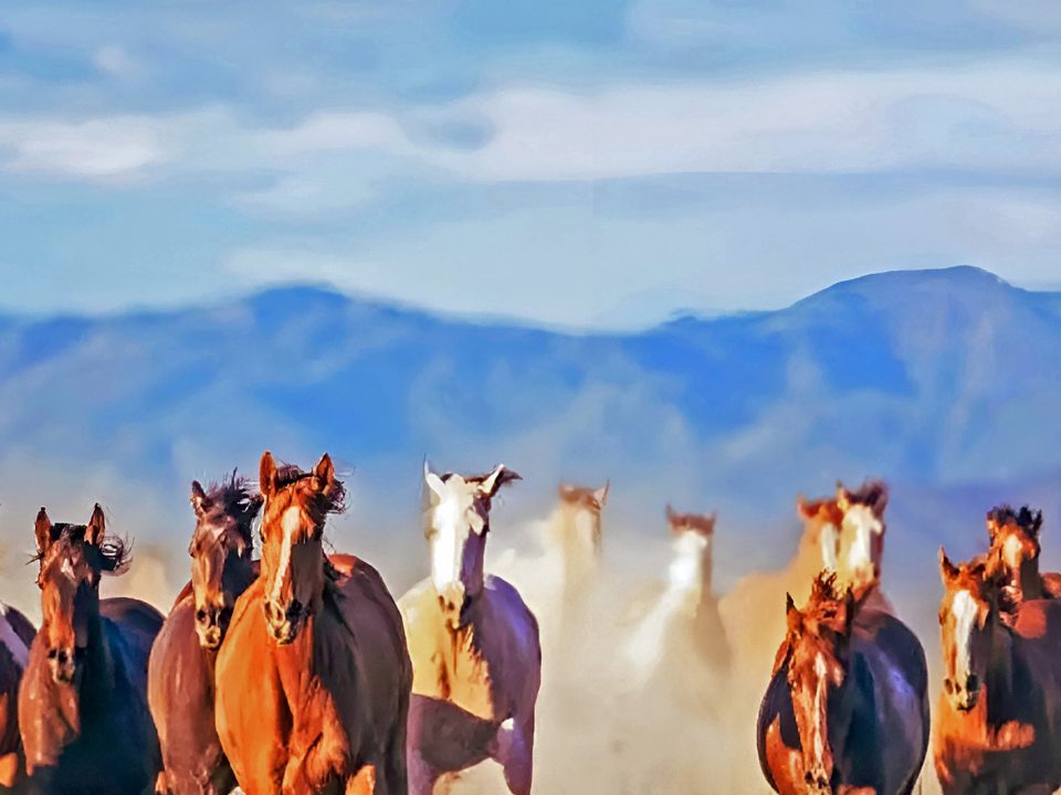 East Sumba Tours and Travel Guide - Puru Kambera Horses