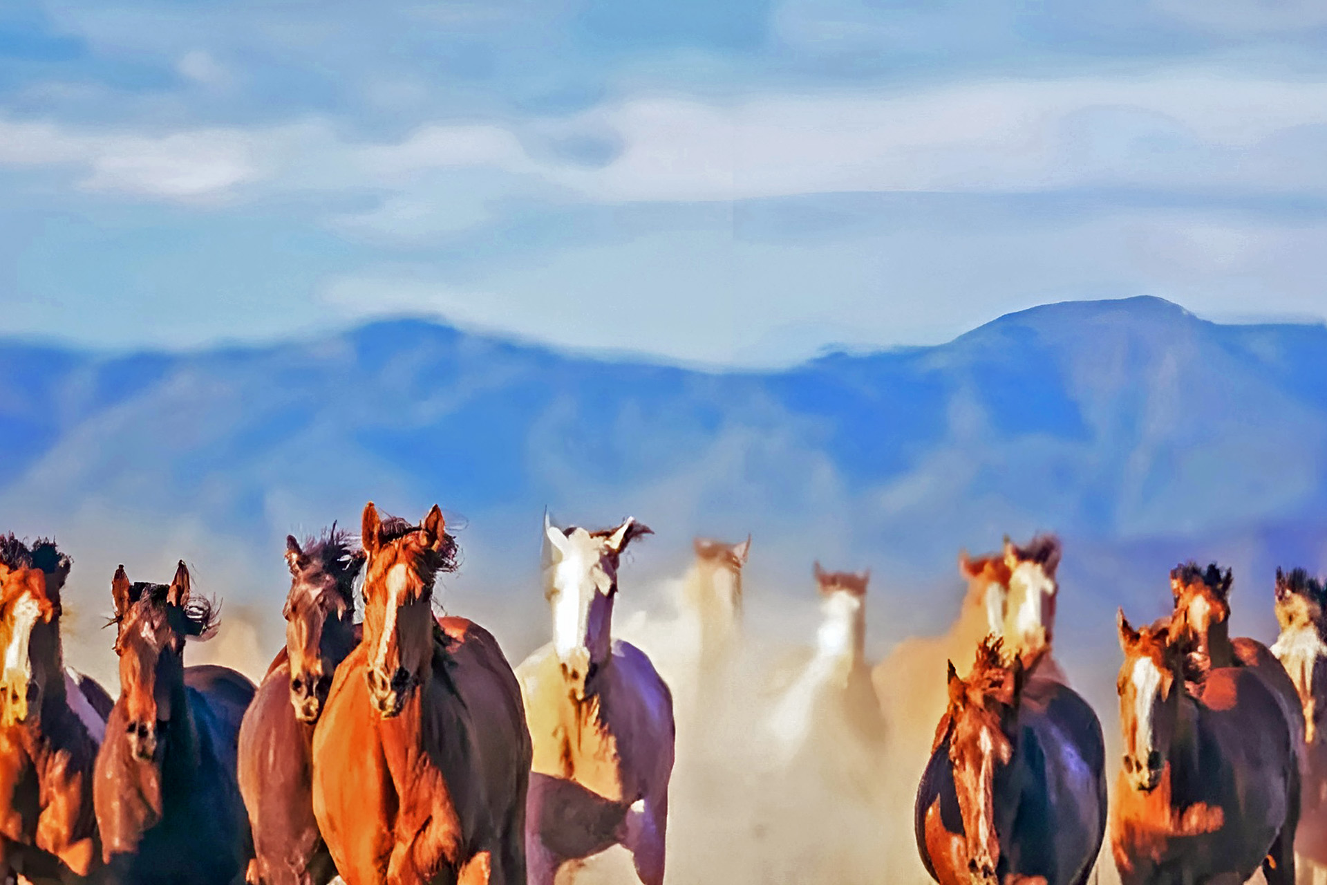 East Sumba Tours and Travel Guide - Puru Kambera Horses