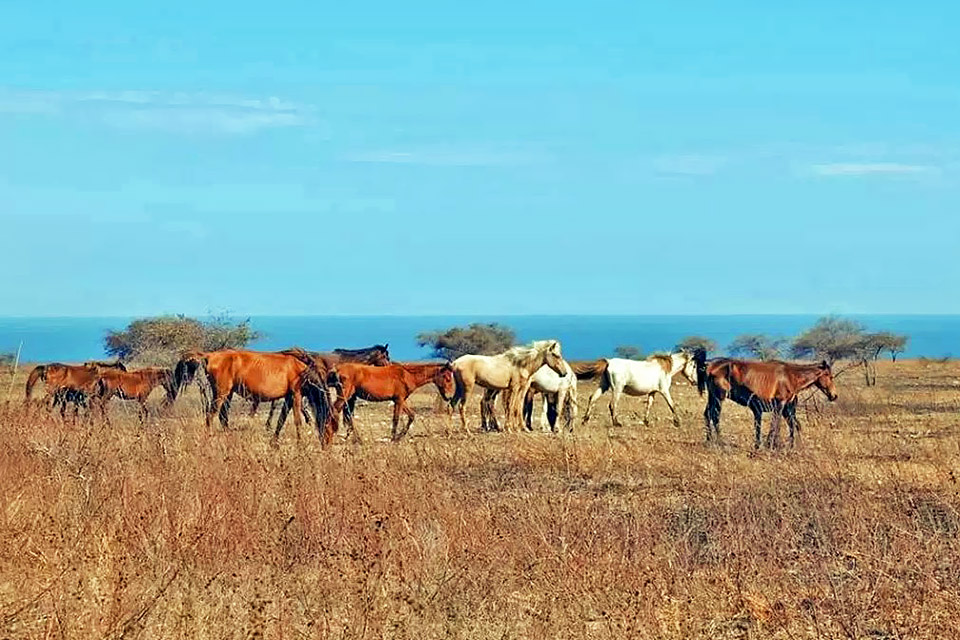 East Sumba Tours | Horses in the Savanna