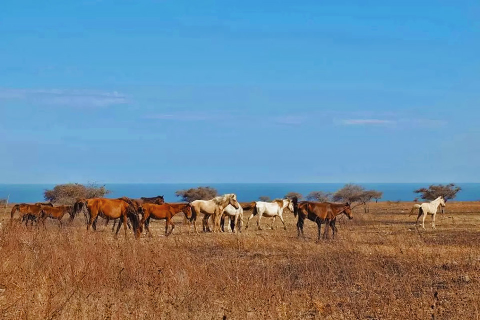 East Sumba Travel Guide - Horses at Puru Sambera