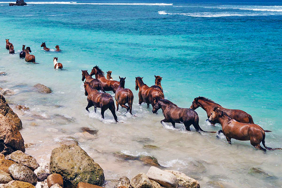 West Sumba Tours | Horses on the Beach