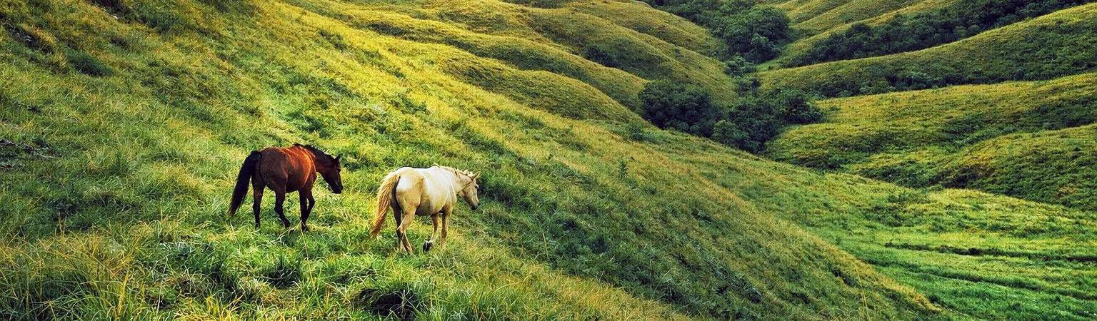 3 Days Sumba Tours Exploring the Island's East Coastal Icons | Horses in the Savanna