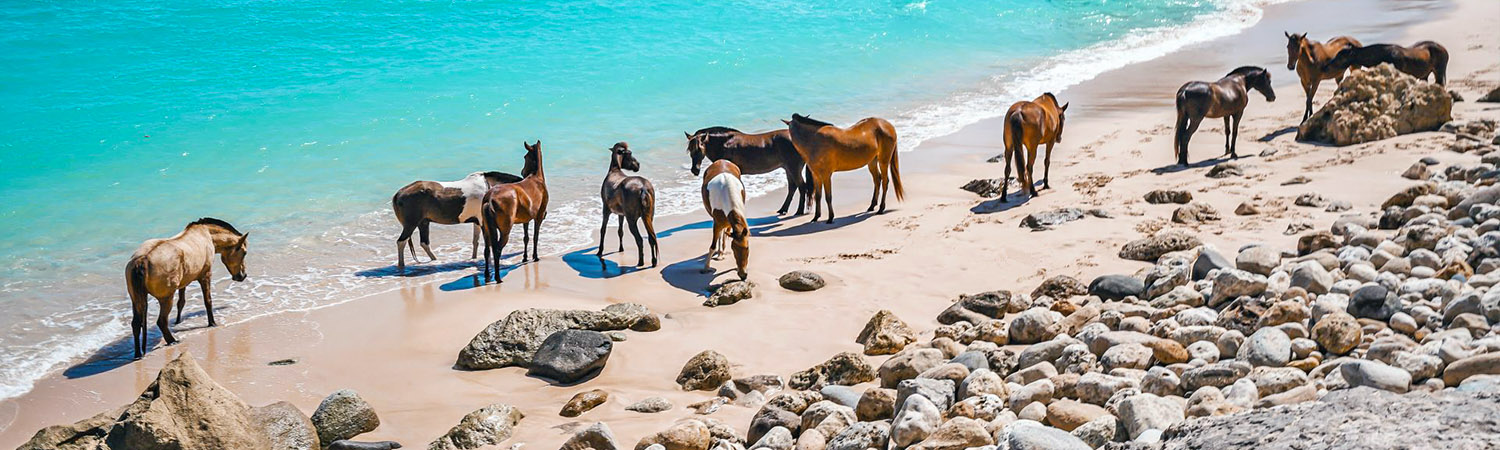 Horse on the Beach at Nihiwatu West Sumba