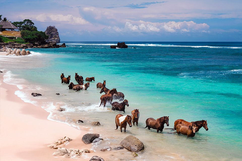 Nihiwatu Sumba Visitors Guide - Horses in the Water