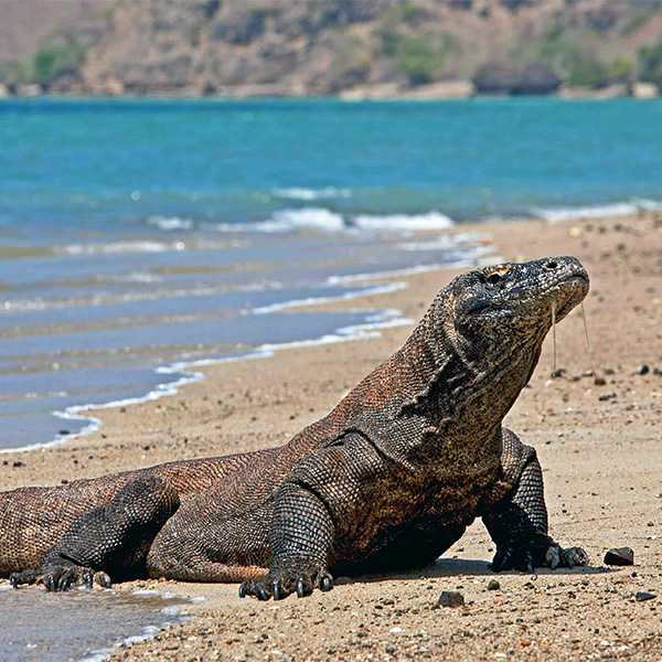 Customized Tour to Komodo Island and Labuan Bajo