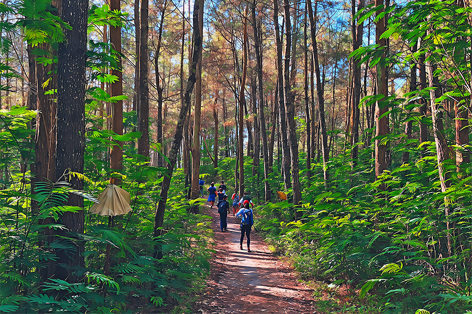 Hiking Mount Batur - Forest Trek